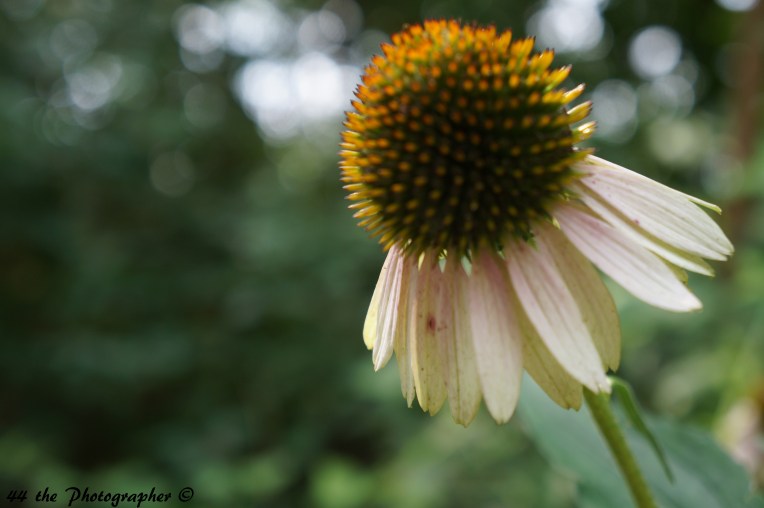 44 - Budding Flower.jpg