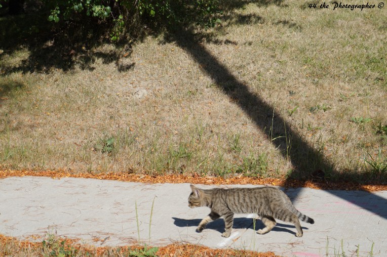44 - Cat down the Road.jpg