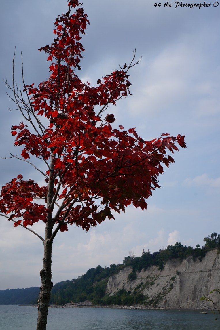 44 - Red Leafed Tree.jpg