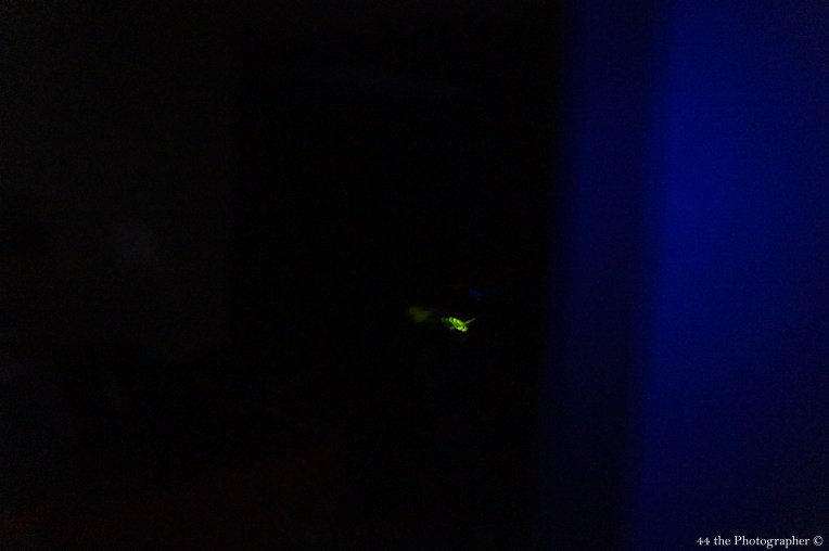 Green Between Blue Shade.jpg