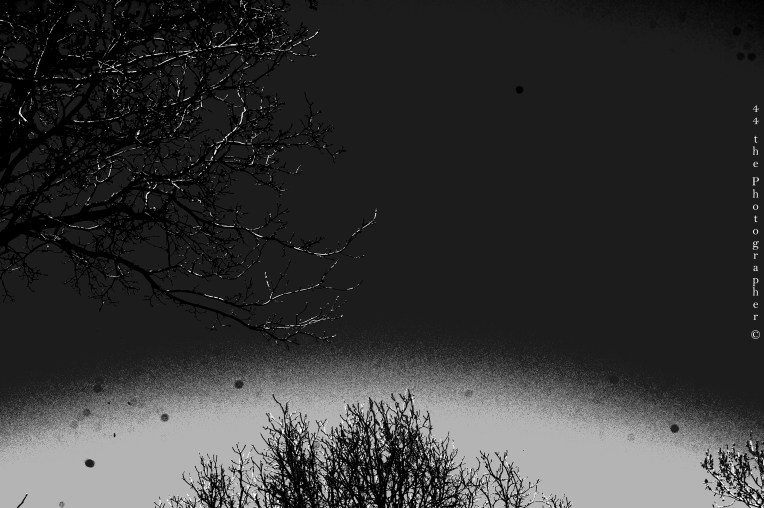 44 - Black and White Trees I