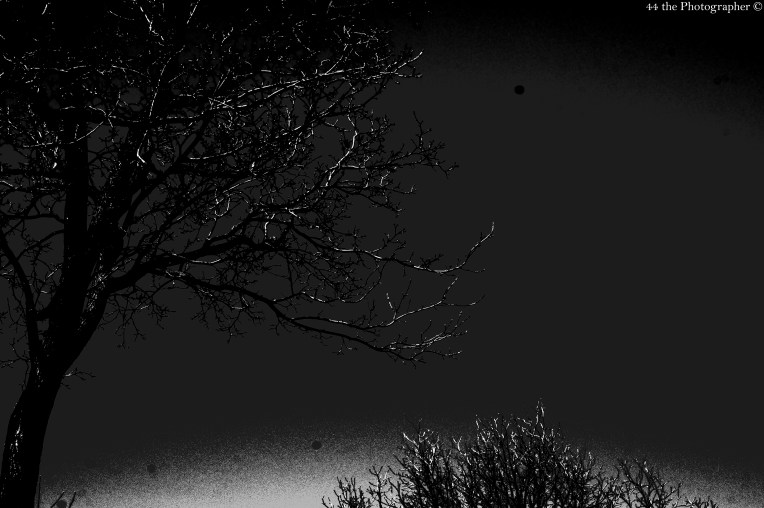 44 - Black and White Trees II