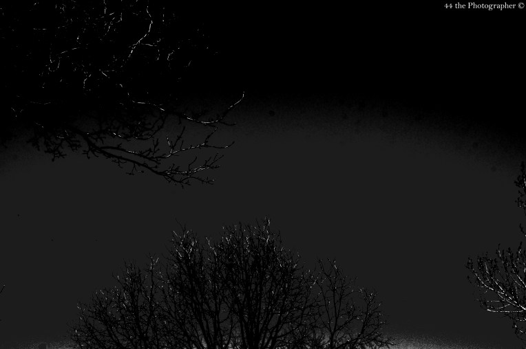 44 - Black and White Trees V